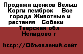 Продажа щенков Вельш Корги пемброк  - Все города Животные и растения » Собаки   . Тверская обл.,Нелидово г.